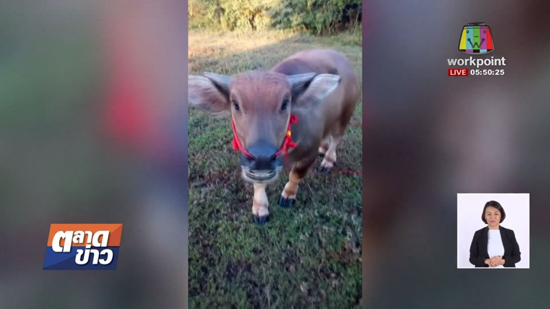 น้องคำแพง ควายแคระ น้องคำแพง ควายแคระ