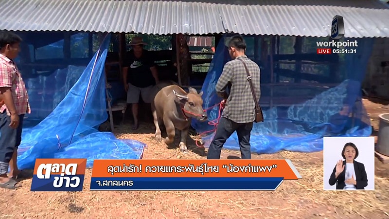 น้องคำแพง ควายแคระ น้องคำแพง ควายแคระ