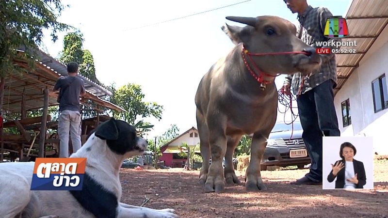 น้องคำแพง ควายแคระ น้องคำแพง ควายแคระ