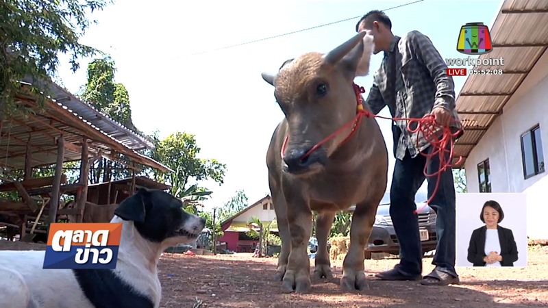 น้องคำแพง ควายแคระ น้องคำแพง ควายแคระ