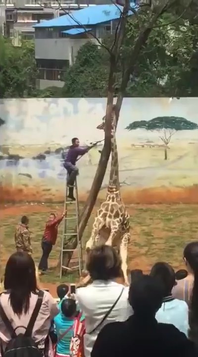 ยีราฟคอติดต้นไม้ ยีราฟคอติดต้นไม้