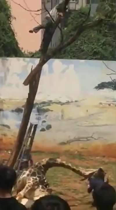 ยีราฟคอติดต้นไม้ ยีราฟคอติดต้นไม้