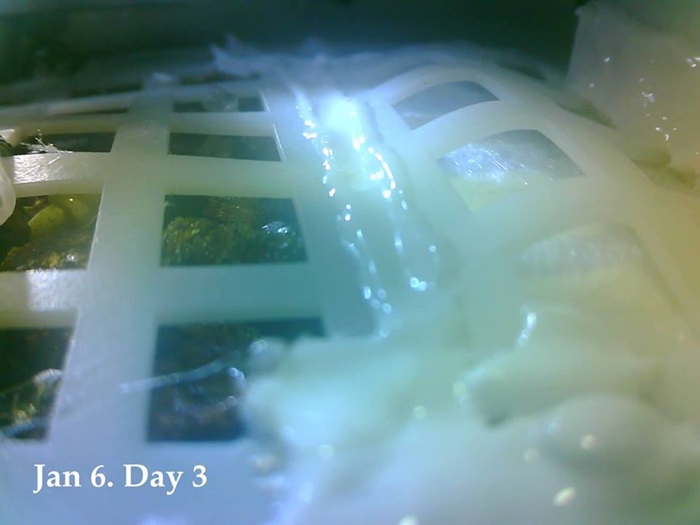 การปลูกฝ้ายบนดวงจันทร์ การปลูกฝ้ายบนดวงจันทร์