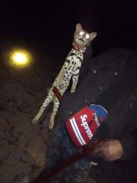 แมวดาว แมวดาว