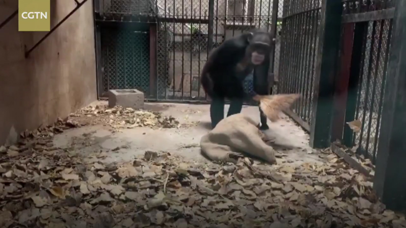 ชิมแปนซีแม่ศรีเรือน ชิมแปนซีแม่ศรีเรือน