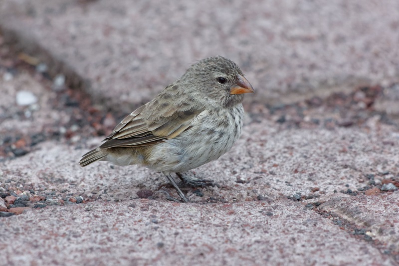 นกกระจิบ นกกระจิบ