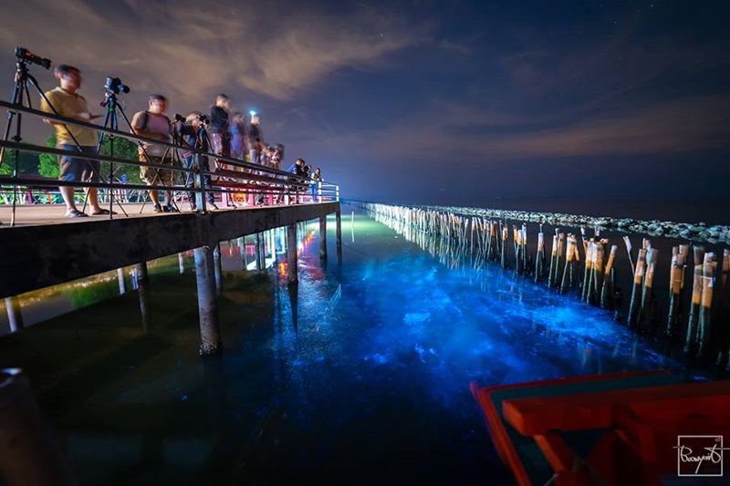 แพลงก์ตอนเรืองแสง แพลงก์ตอนเรืองแสง