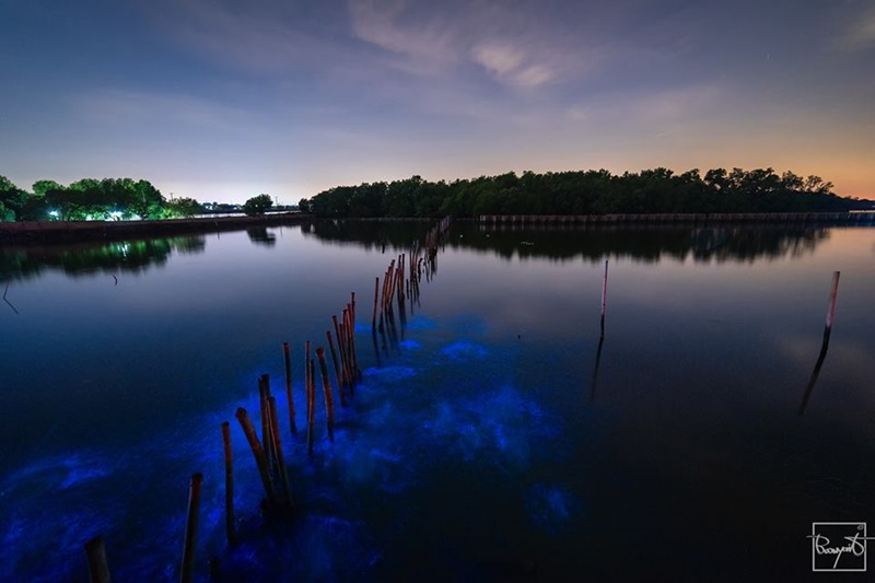 แพลงก์ตอนเรืองแสง แพลงก์ตอนเรืองแสง