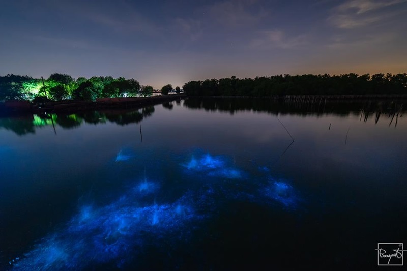 แพลงก์ตอนเรืองแสง แพลงก์ตอนเรืองแสง