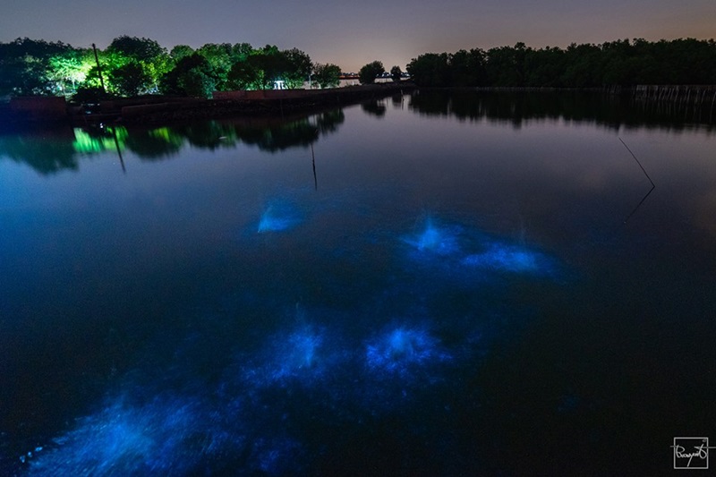 แพลงก์ตอนเรืองแสง แพลงก์ตอนเรืองแสง