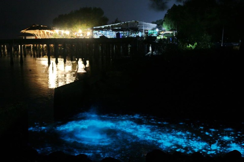 แพลงก์ตอนเรืองแสง แพลงก์ตอนเรืองแสง