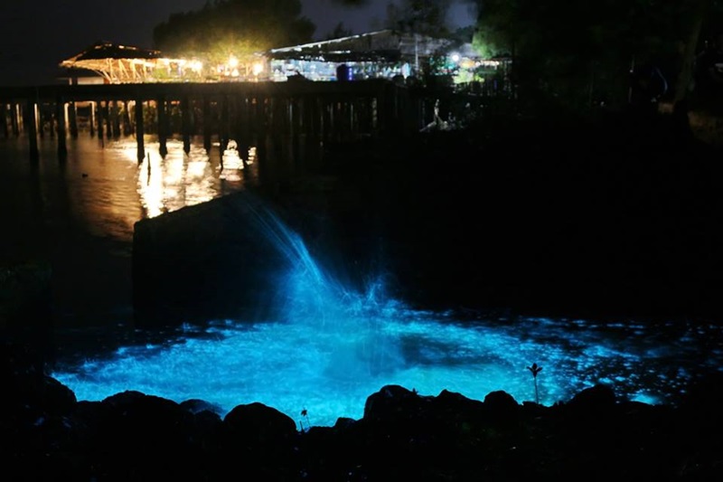 แพลงก์ตอนเรืองแสง แพลงก์ตอนเรืองแสง