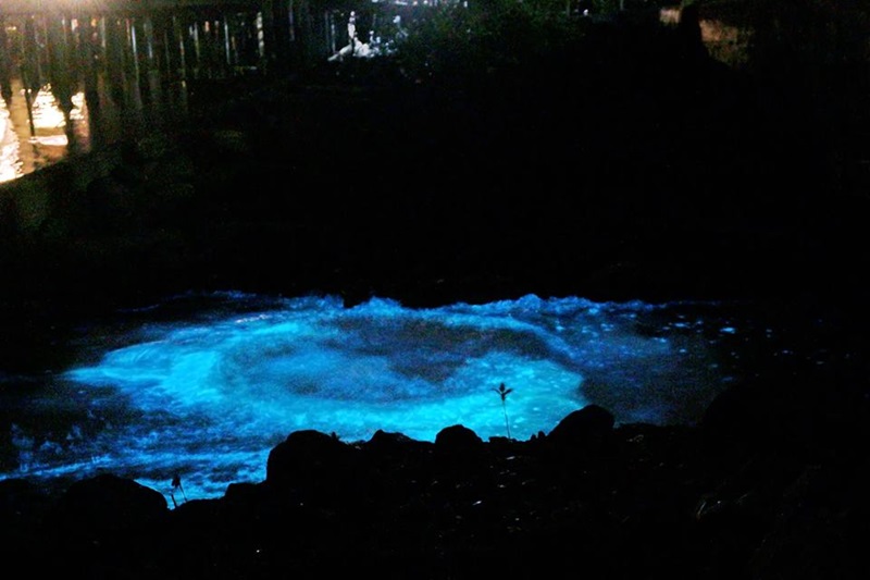 แพลงก์ตอนเรืองแสง แพลงก์ตอนเรืองแสง