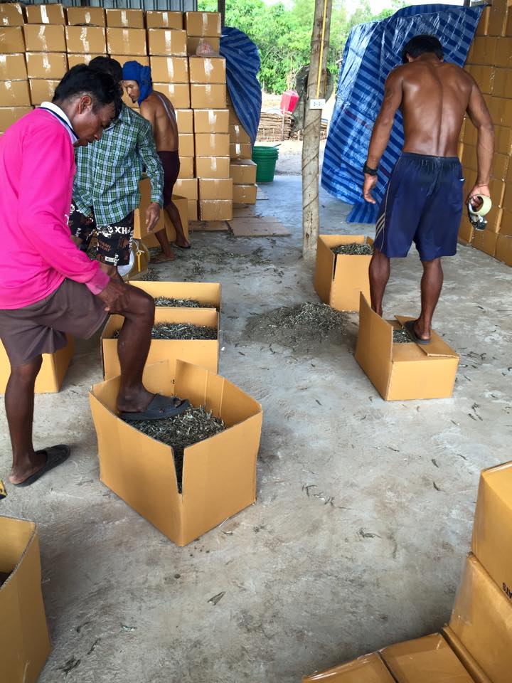 ภาพบรรจุปลาแห้ง คนงานใช้เท้าเหยียบ ภาพบรรจุปลาแห้ง คนงานใช้เท้าเหยียบ