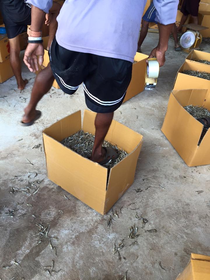 ภาพบรรจุปลาแห้ง คนงานใช้เท้าเหยียบ ภาพบรรจุปลาแห้ง คนงานใช้เท้าเหยียบ