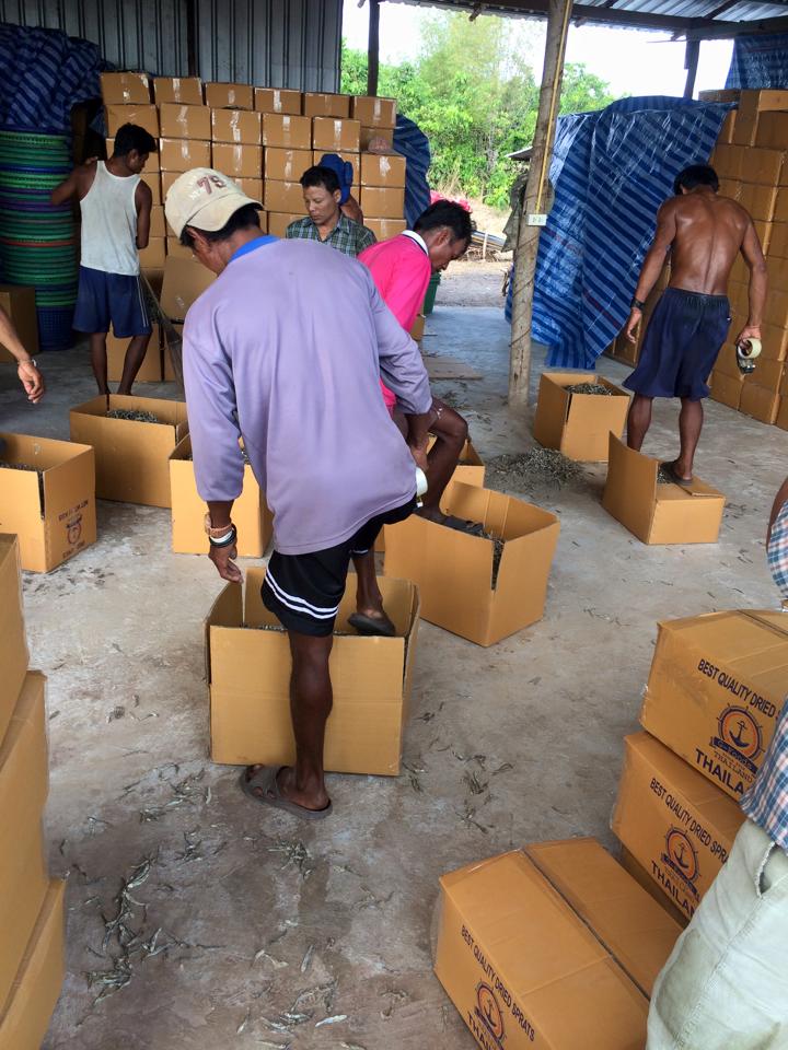 ภาพบรรจุปลาแห้ง คนงานใช้เท้าเหยียบ ภาพบรรจุปลาแห้ง คนงานใช้เท้าเหยียบ