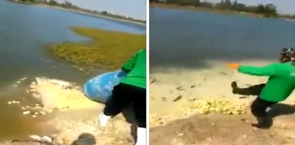 คลิปให้อาหารปลาด้วยลูกเจี๊ยบเป็น ๆ คลิปให้อาหารปลาด้วยลูกเจี๊ยบเป็น ๆ