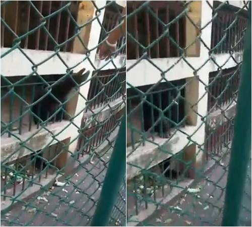 โจ๋เล่นพิเรนทร์ ส่งบุหรี่ให้ลิงสูบ โจ๋เล่นพิเรนทร์ ส่งบุหรี่ให้ลิงสูบ