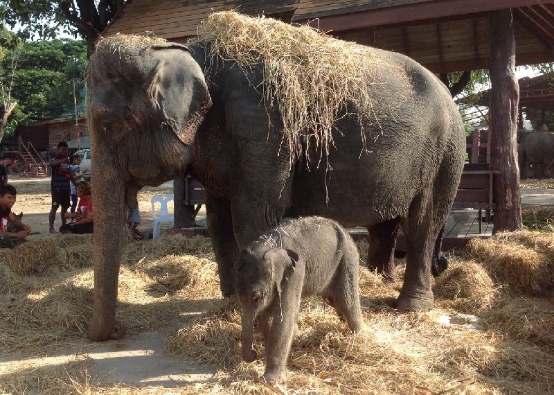 ช้างพลาย ศุภฤกษ์ ช้างพลาย ศุภฤกษ์