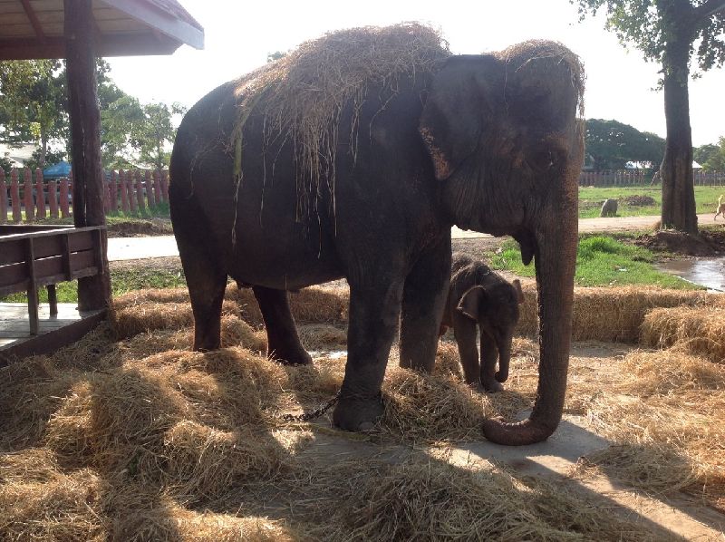 ช้างพลาย ศุภฤกษ์ ช้างพลาย ศุภฤกษ์