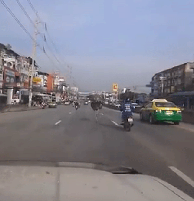 คลิปนกกระจอกเทศโผล่กลางถนนย่านบางพลี คลิปนกกระจอกเทศโผล่กลางถนนย่านบางพลี