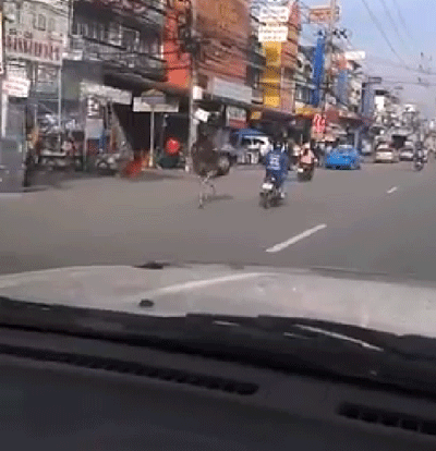 คลิปนกกระจอกเทศโผล่กลางถนนย่านบางพลี คลิปนกกระจอกเทศโผล่กลางถนนย่านบางพลี