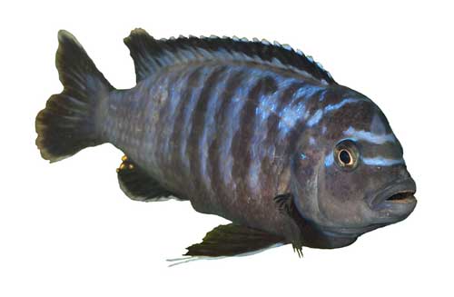 ปลาตกจากฟ้าในศรีลังกา ปลาตกจากฟ้าในศรีลังกา