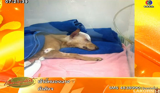 พระตีหมากระโหลกแตก พระตีหมากระโหลกแตก