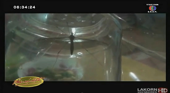 พบแมลงคล้ายยุง ตัวยาวกว่า 1 นิ้ว ชาวบ้านหวั่นเป็นพาหะนำโรค พบแมลงคล้ายยุง ตัวยาวกว่า 1 นิ้ว ชาวบ้านหวั่นเป็นพาหะนำโรค