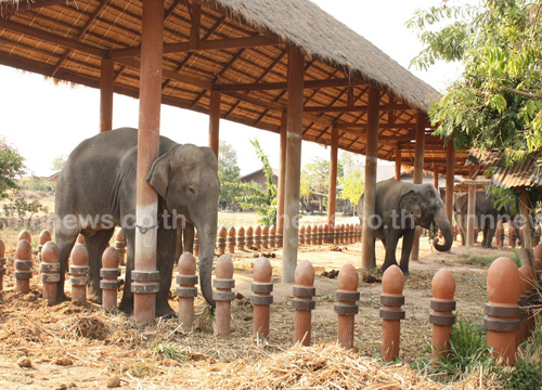 ม็อบคนเลี้ยงช้าง รวมตัวที่เพนียดช้างอยุธยา นัดยกโขลงบุกทำเนียบ ม็อบคนเลี้ยงช้าง รวมตัวที่เพนียดช้างอยุธยา นัดยกโขลงบุกทำเนียบ