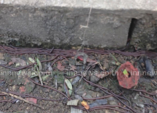 ไส้เดือนตื่นแผ่นดินไหว หนีขึ้นพื้นดินนับหมื่นตัว ไส้เดือนตื่นแผ่นดินไหว หนีขึ้นพื้นดินนับหมื่นตัว