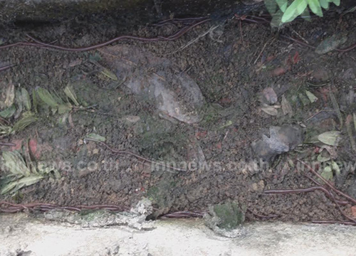 ไส้เดือนตื่นแผ่นดินไหว หนีขึ้นพื้นดินนับหมื่นตัว ไส้เดือนตื่นแผ่นดินไหว หนีขึ้นพื้นดินนับหมื่นตัว