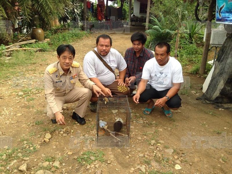 หนูเหม็น หนูเหม็น