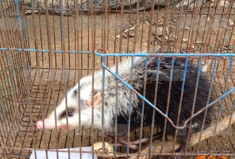 หนูเหม็น หนูเหม็น