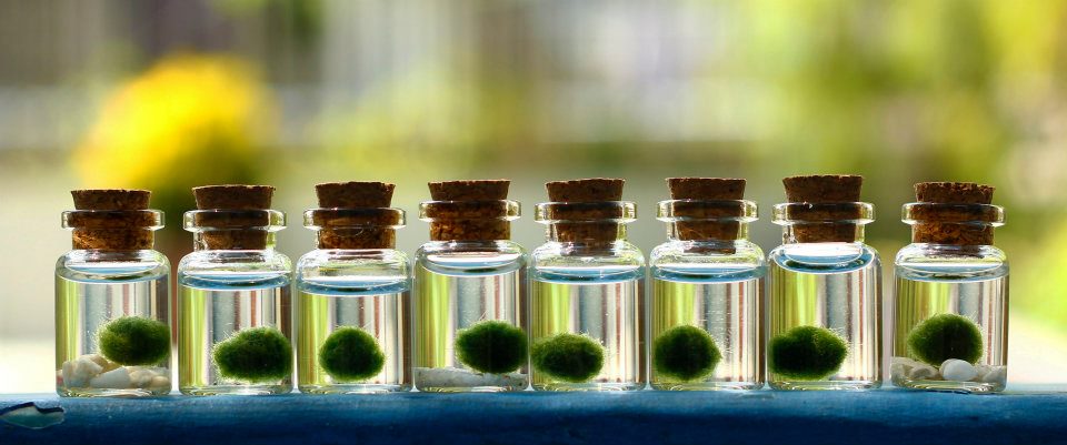 มาริโมะ มาริโมะ