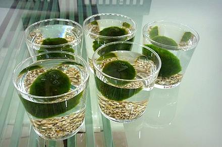 มาริโมะ มาริโมะ