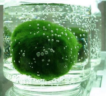 มาริโมะ มาริโมะ