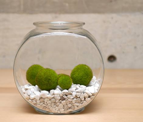 มาริโมะ มาริโมะ