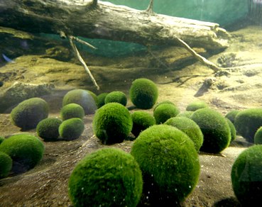 มาริโมะ มาริโมะ