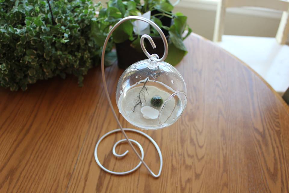 มาริโมะ มาริโมะ