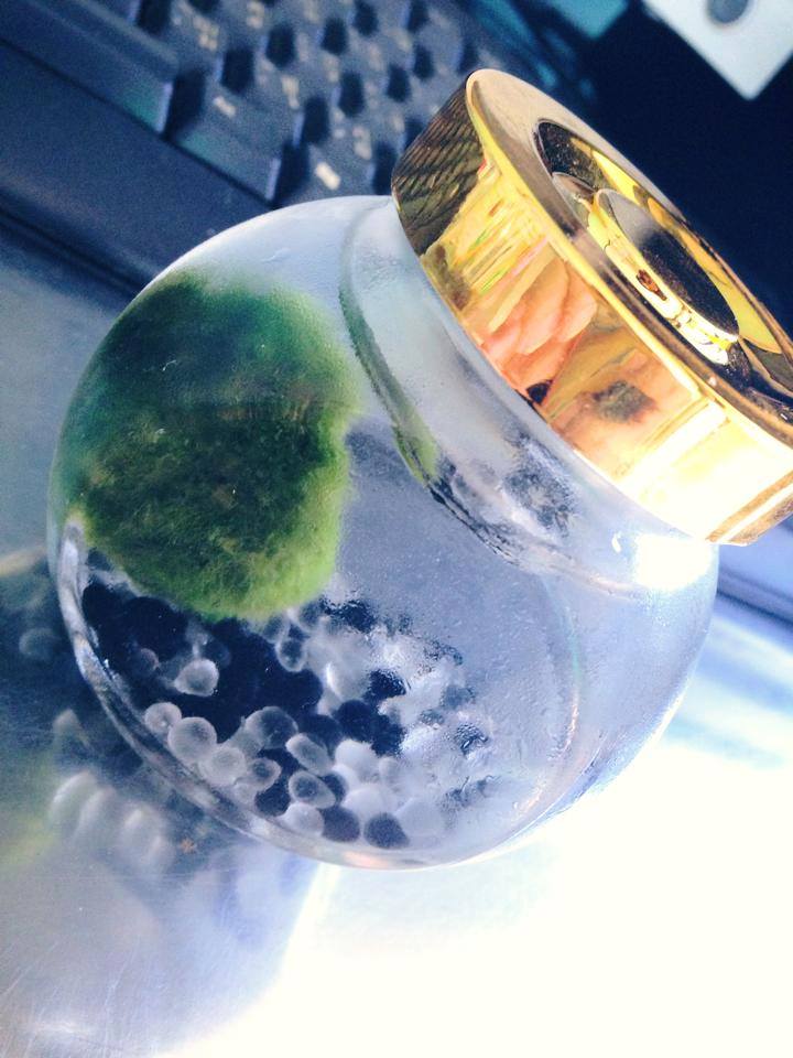 มาริโมะ มาริโมะ