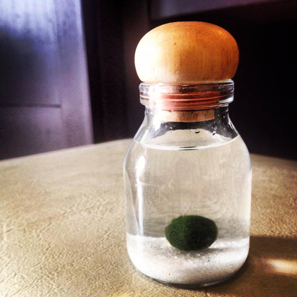 มาริโมะ มาริโมะ