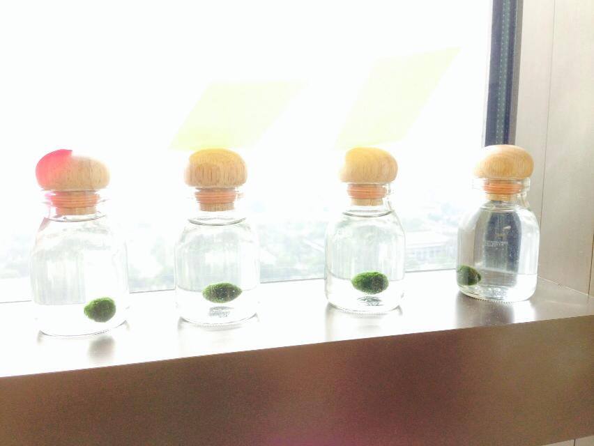 มาริโมะ มาริโมะ