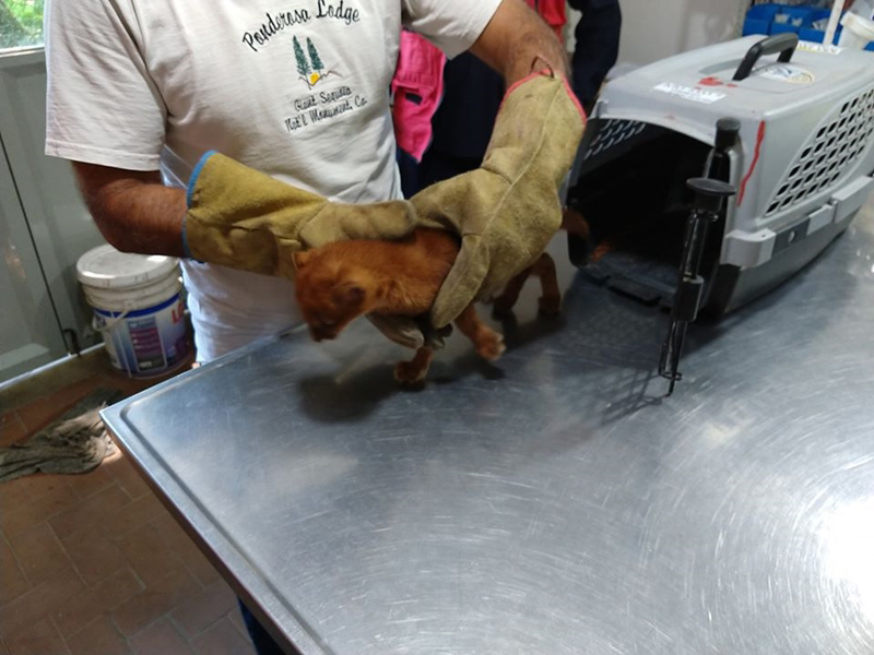 เสือพูมา เสือพูมา