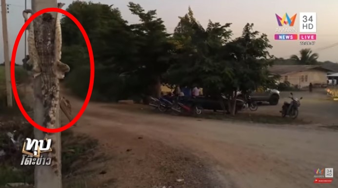 จระเข้หลุดฟาร์ม จระเข้หลุดฟาร์ม