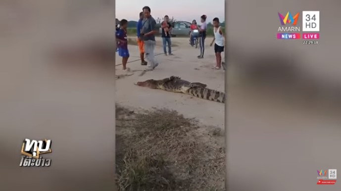 จระเข้หลุดฟาร์ม จระเข้หลุดฟาร์ม