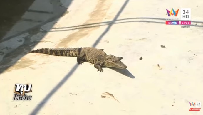 จระเข้หลุดฟาร์ม จระเข้หลุดฟาร์ม