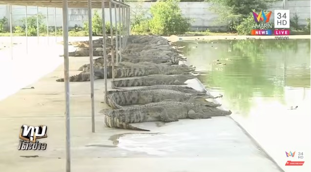 จระเข้หลุดฟาร์ม จระเข้หลุดฟาร์ม