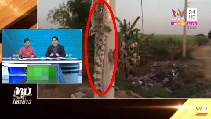 จระเข้หลุดฟาร์ม จระเข้หลุดฟาร์ม