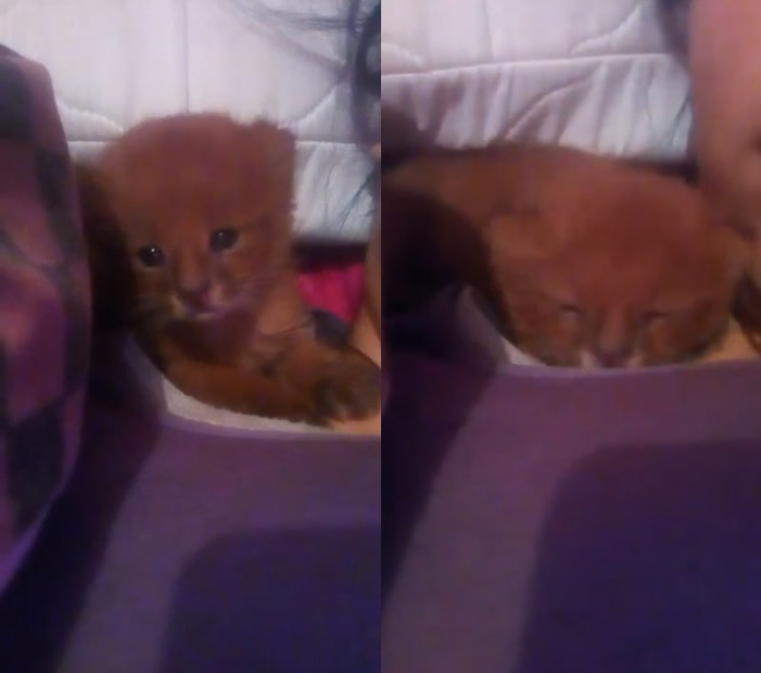 เสือพูมา เสือพูมา